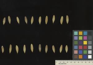 Click for 15 image(s) for this accession. SEED